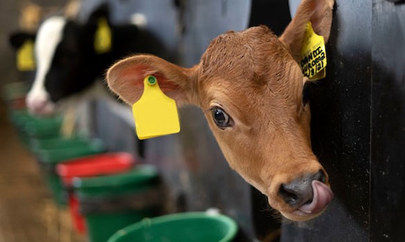 Jersey calf in pen licking its nose